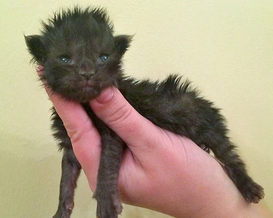 Young Maine Coon kitten