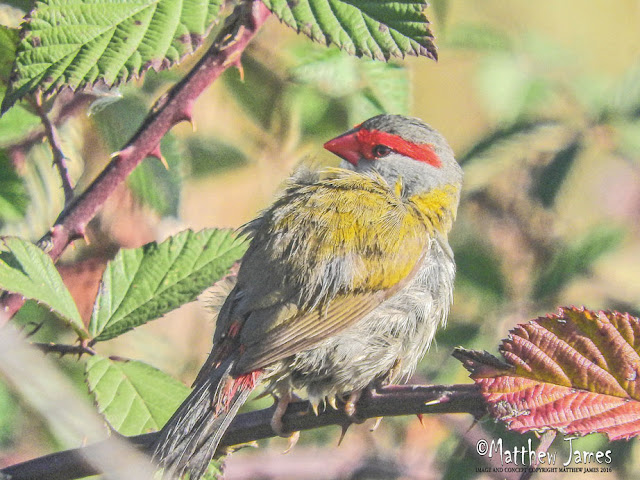 Red Browed Finch (Firetail)