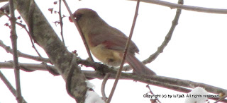 Northern Cardinal