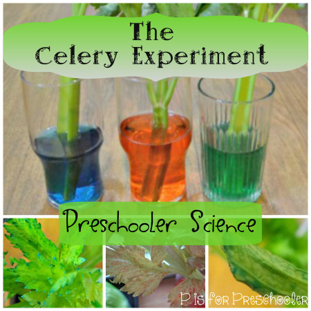 http://pisforpreschooler.weebly.com/1/post/2014/02/celery-science-experiment.html