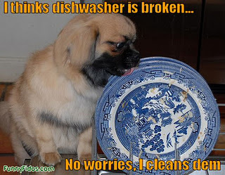 Funny DOG Pictures