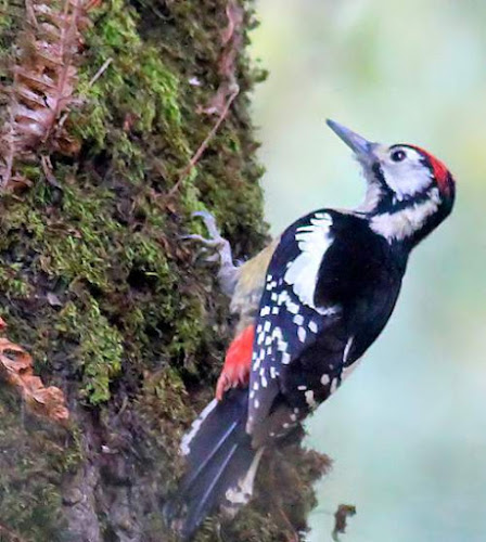 Dendrocopos himalayensis