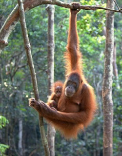 orangutan hang on the tree