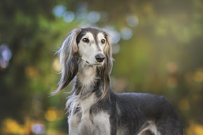 50 Curiosidades sobre los perros, raza saluki mirando fijamente