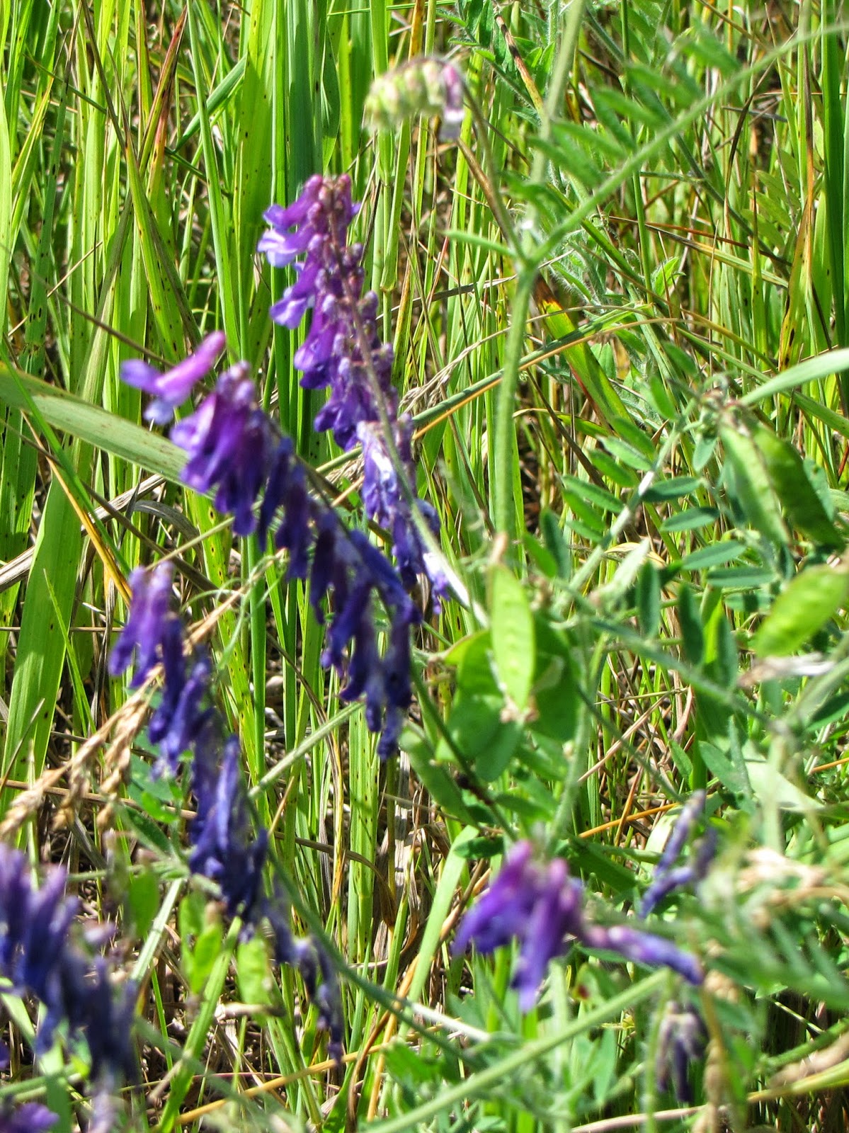 hairy vetch blossoms