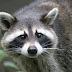 Why Do You need further instruction Along with Raccoon Removal?