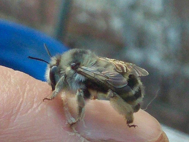 porobnica czerwcowa Anthophora aestivalis