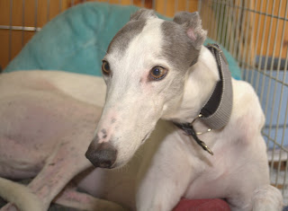 Blue greyhound in crate