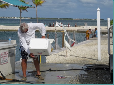 Al and Great White Heron