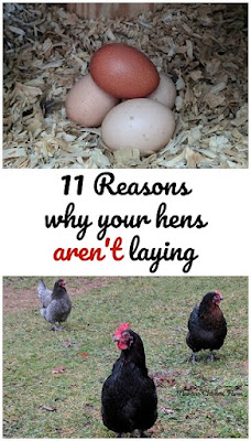 Hens not laying eggs