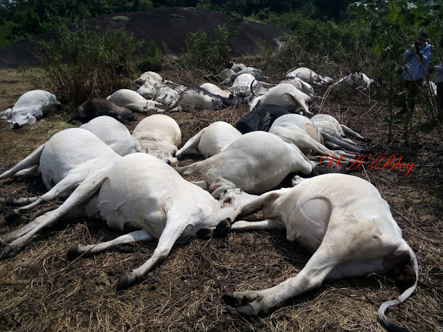 Lightning kills 36 cows on Ondo ‘sacred mountain’