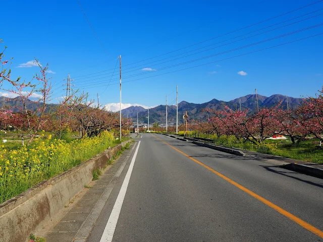 山梨市　菜の花　桃