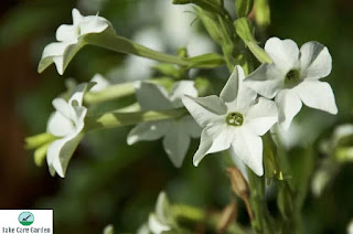 Nicotiana alata: A Fragrant and Colorful Addition to Your Garden