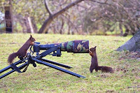 Fotos de encuentros entre fotógrafos y animales