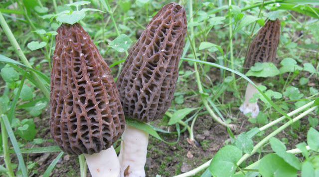 Shiitake Logs