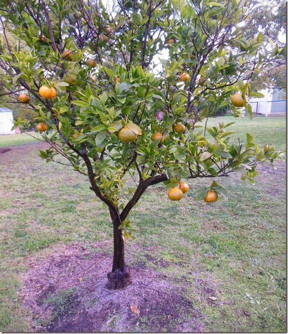 Mandarin Tree July 2014