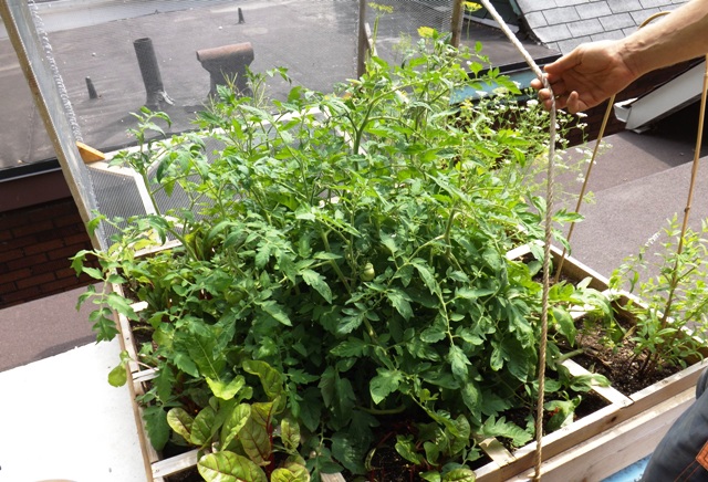 A DIY Organic Rooftop Vegetable Garden Eat locally. Blog globally.