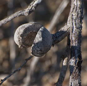 Hakea sp