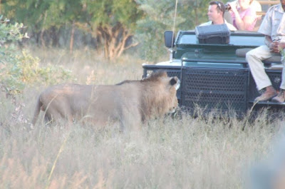 kruger south africa