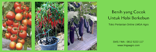 jual benih, terong hijau, terong ungu, terung, manfaat terong, toko pertanian, toko online, lmga agro