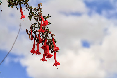 Cantuta - Cantua buxifolia – in Plaza de Armas, Cusco