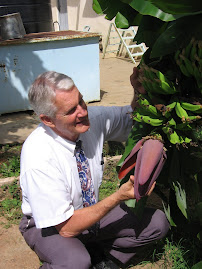 Banana Tree