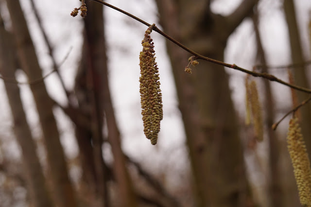 early spring in the sticks