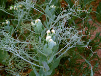 Detall d'una planta de pèsol