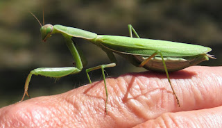 Mantis religiosa, European Mantis