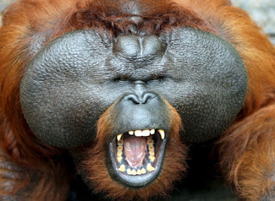 https://blogger.googleusercontent.com/img/b/R29vZ2xl/AVvXsEjeezI7M2c95zt5spS4vkNC8JP1h9zu9NhqUz7bZQRc9yIK8FZXGpP802xY40L1HRN6a2pLwfwMmtDruEynYpWGy8mkJif099hnu2oObBDtmlSo9rQwBx80lufqHIq9qrZKiU8BVxOxgGg/s400/Orangutan+sumatra_orangutanexplore.jpg