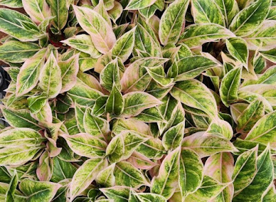 Aglaonema Pink Aurora care