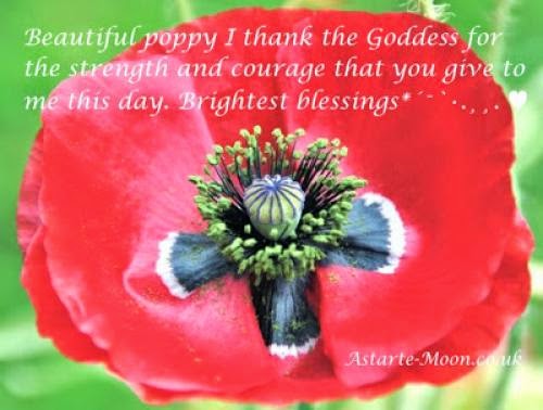 Beautiful Poppy Sending Gratitude Into The Universe For Life Simple Beauty