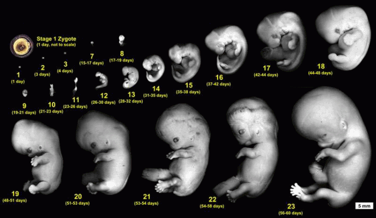 A.K.U: Perkembangan Bayi Dalam Kandungan 0 - 12 Minggu