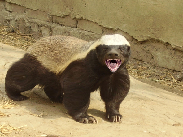 Honey Badger