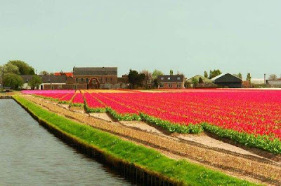 Tulip fields Netherlands