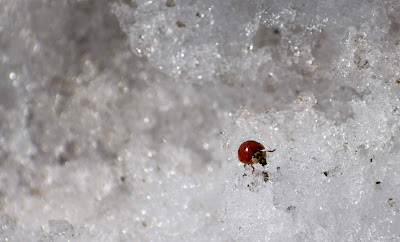 Lady bug