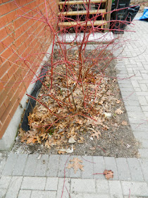 Runnymede Toronto Front Yard Spring Cleanup Before by Paul Jung Gardening Services--a Toronto Organic Gardener