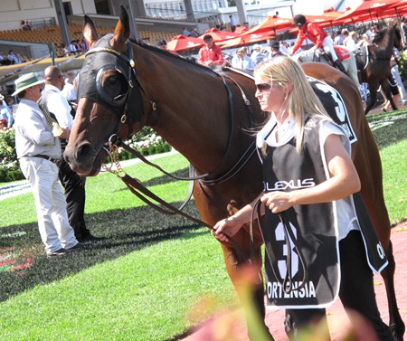 race6_ortensia