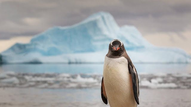 Penguin HD Wallpapers #2