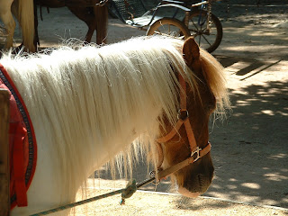 Poney en gros plans avec une crinière blanche-blonde