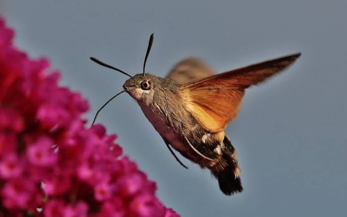 Inseto parecido com um beija flor (Mariposa beija flor)