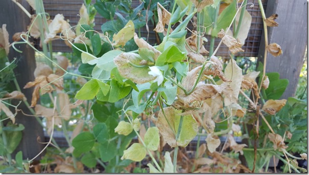 Garden 06 (19)