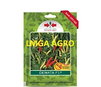 Cabe Dewata F1,cabe,dewata,f1,dewata f1,lmga agro