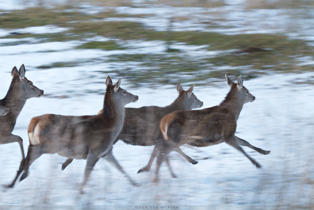 Edelherten op de vlucht -  Red deer running - Cervus elaphus