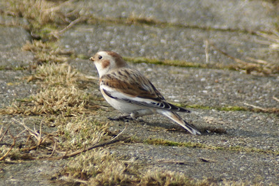 Sniefink - Sneeuwgors - Plectrophenax nivalis