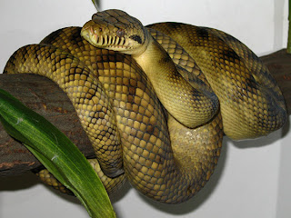 Tiga spesies ular terbesar di dunia
