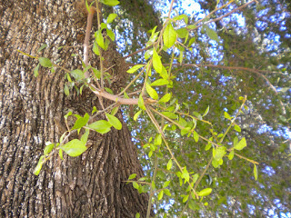 Sideroxylon obtusifolium tronco