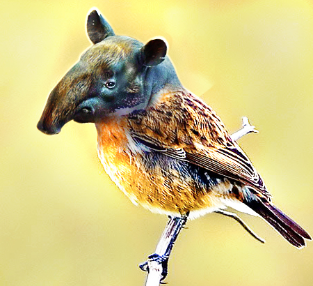 Inilah Gambar Burung Teraneh Yang Perlu Anda Ketahui 