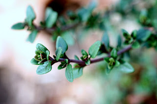 lemon thyme