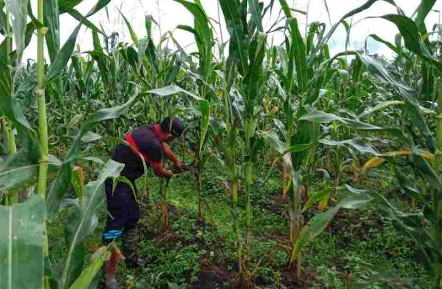 Apa itu gulma pada jagung?